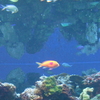 サカナ