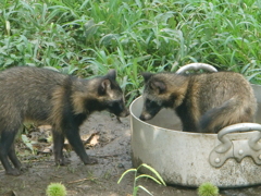 タヌキ