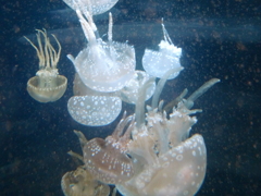 クラゲ