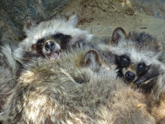 タヌキ