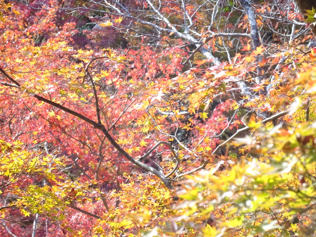 京都・紅葉