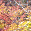 京都・紅葉
