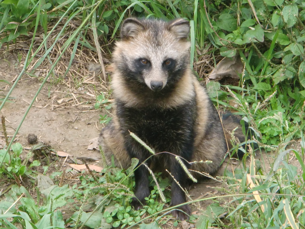 タヌキ