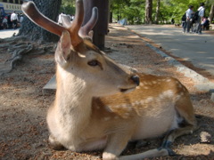 シカ