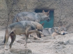 オオカミ