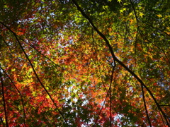 紅葉