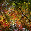 紅葉