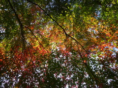 紅葉