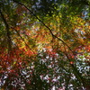 紅葉