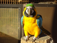 インコ
