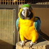 インコ