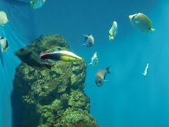 サカナ