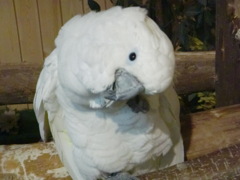 トリ