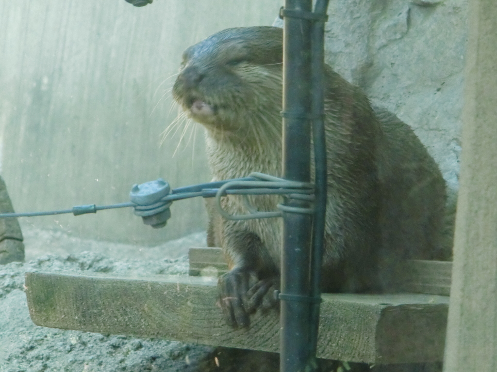 カワウソ