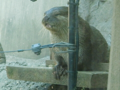 カワウソ