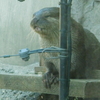 カワウソ