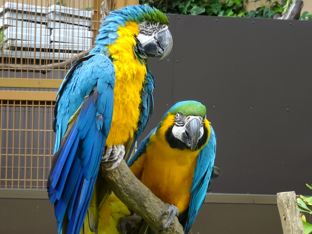 インコ