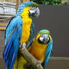 インコ