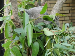 コアラ