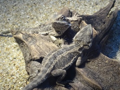 ハチュウルイ