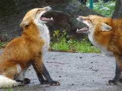 キツネ