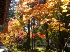 京都・紅葉