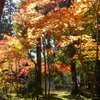 京都・紅葉