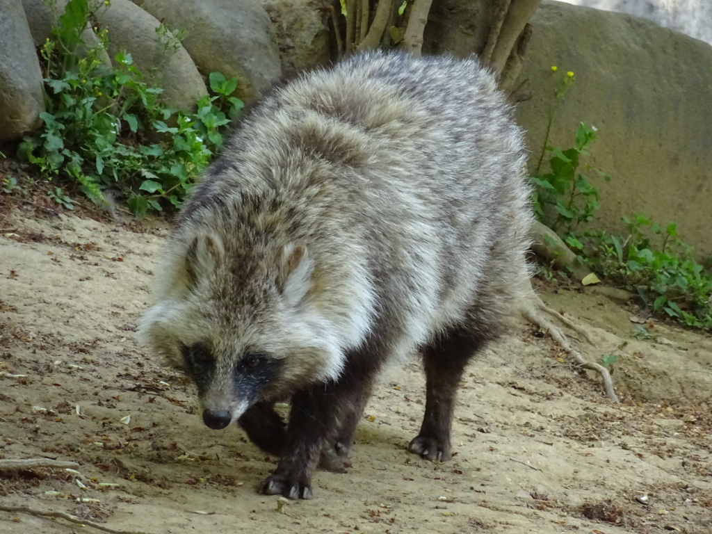 タヌキ