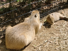 カピバラ