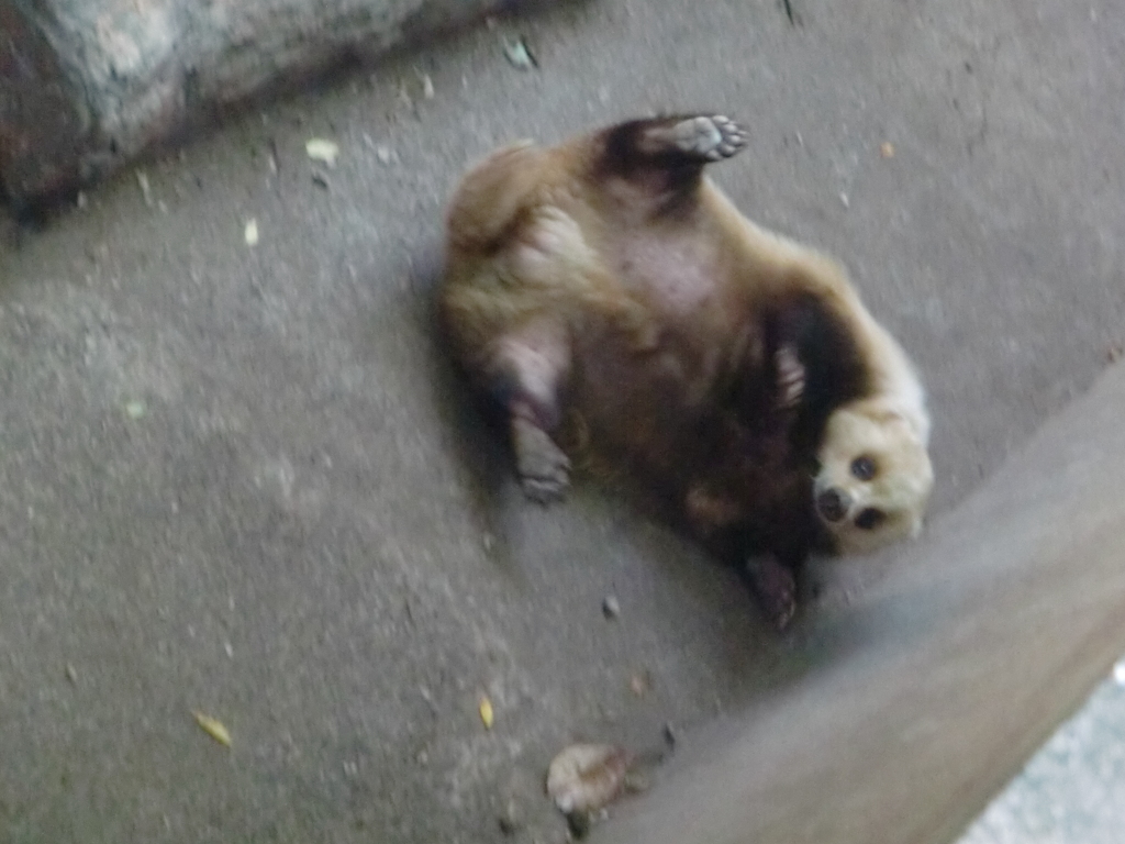 アナグマ