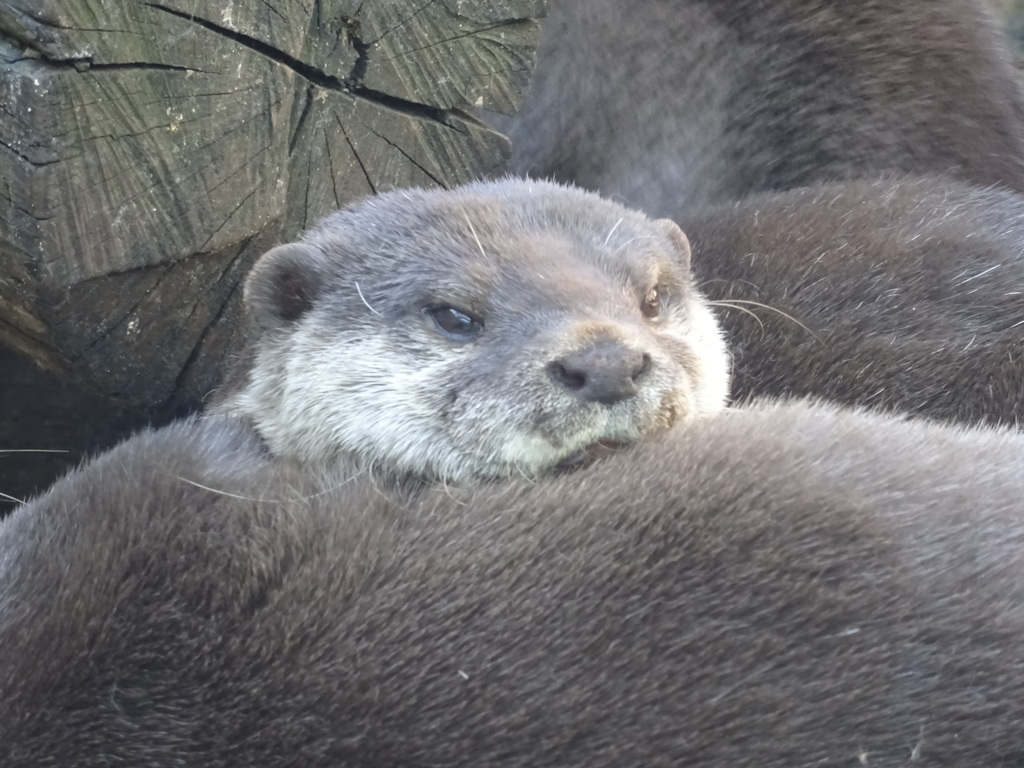 カワウソ