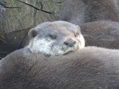 カワウソ
