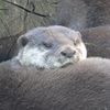 カワウソ