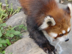 レッサーパンダ