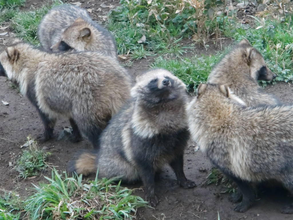 タヌキ