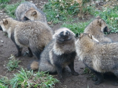 タヌキ
