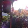 京都・紅葉