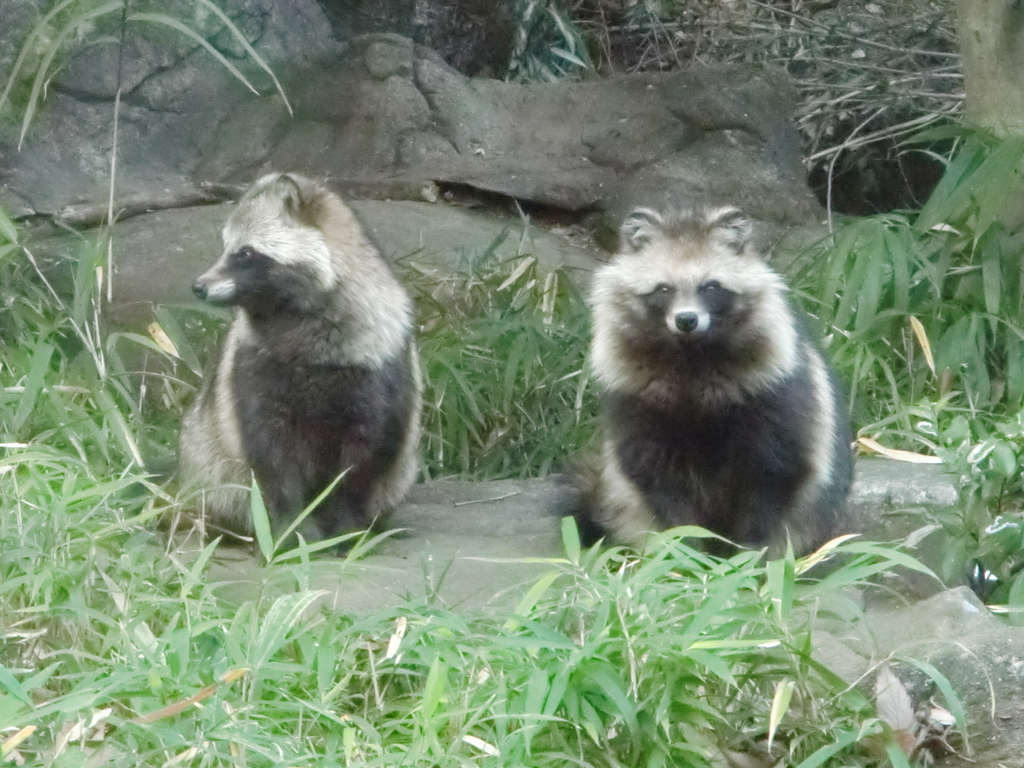 タヌキ