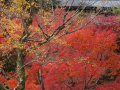 紅葉