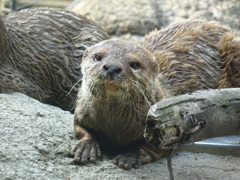 カワウソ