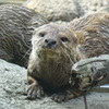 カワウソ