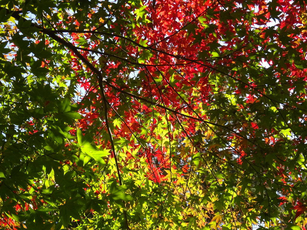 紅葉