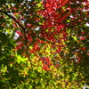 紅葉