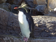 ペンギン