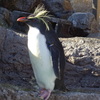 ペンギン