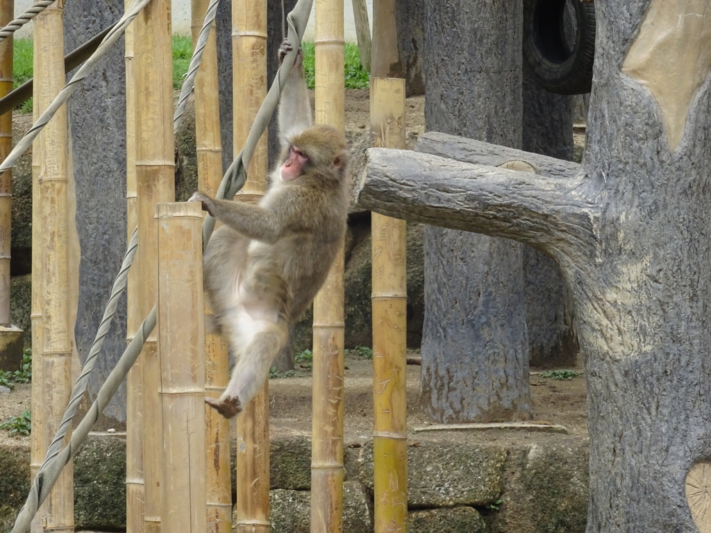 サル