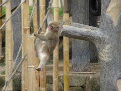 サル
