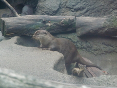 カワウソ