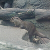 カワウソ