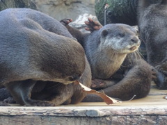 カワウソ